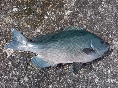 クチブトグレの釣果