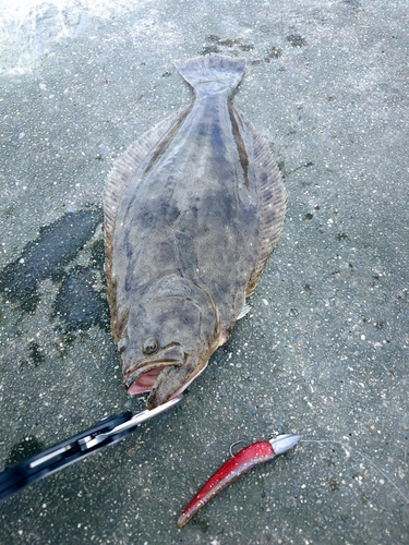 ヒラメの釣果