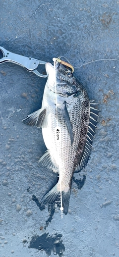 クロダイの釣果