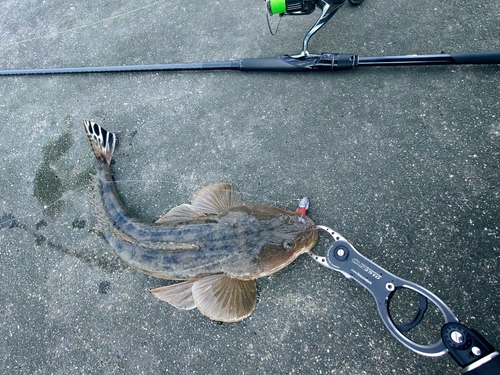 マゴチの釣果