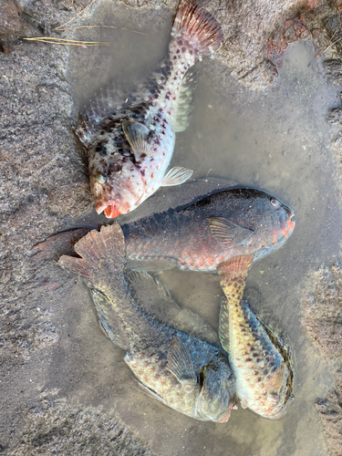 ブダイの釣果