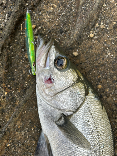 ヒラスズキの釣果