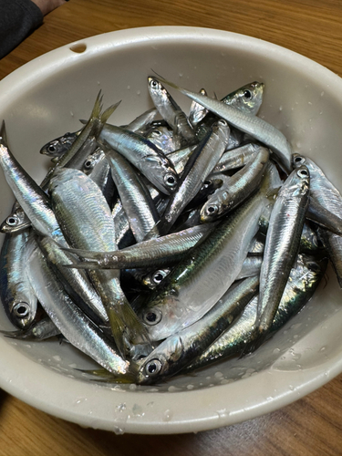 コノシロの釣果