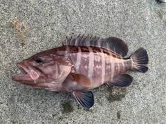 マハタの釣果