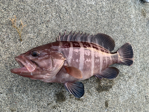 ハタの釣果