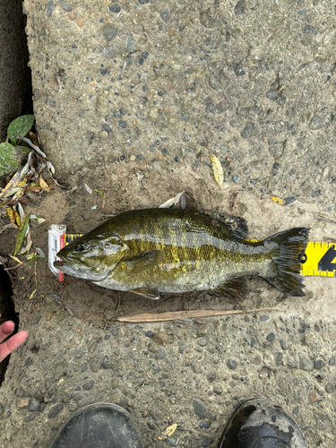 スモールマウスバスの釣果