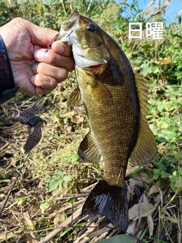 スモールマウスバスの釣果