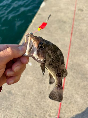 ソイの釣果