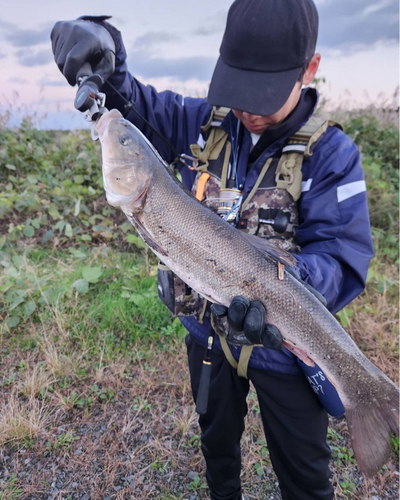 ウグイの釣果