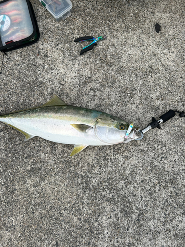 ハマチの釣果