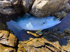 イナダの釣果