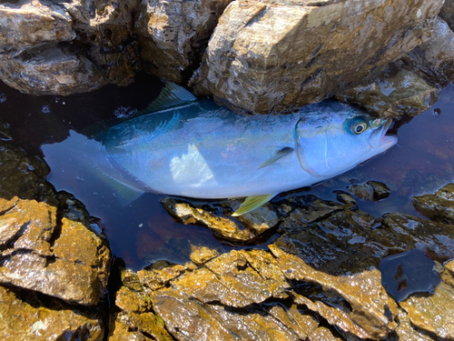 イナダの釣果