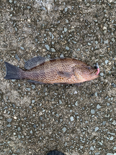 オオモンハタの釣果