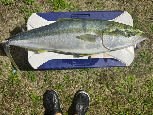 ヤズの釣果