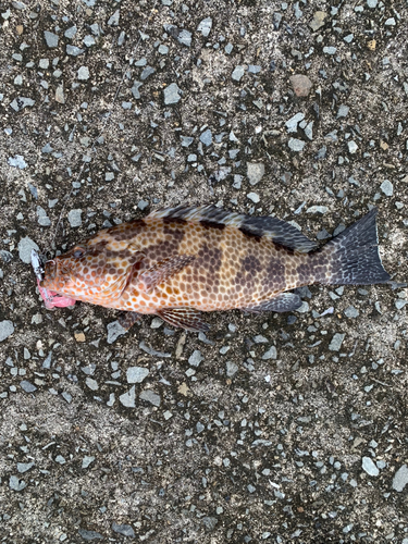 オオモンハタの釣果