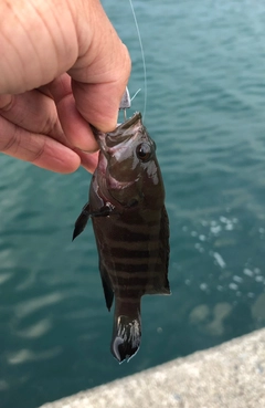 ヤミハタの釣果