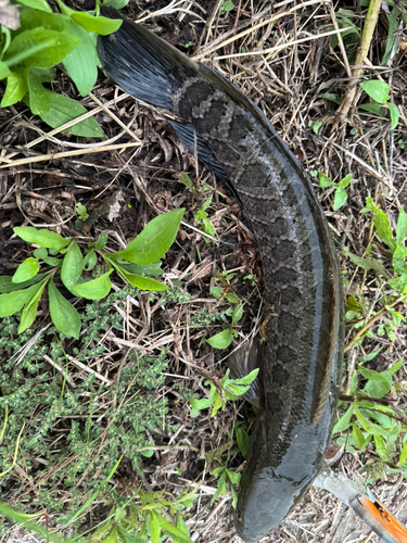 ライギョの釣果