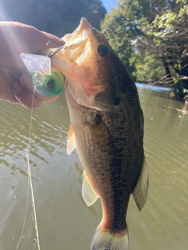 ラージマウスバスの釣果