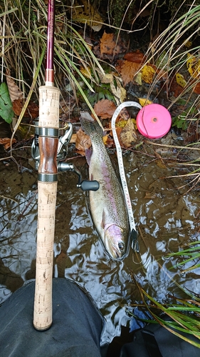 ニジマスの釣果