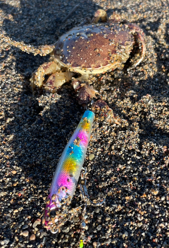 カニの釣果