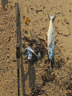 サゴシの釣果