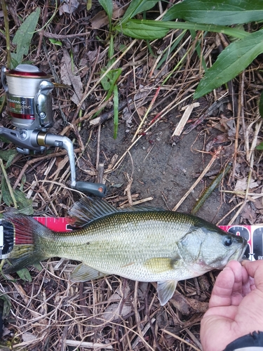 ラージマウスバスの釣果