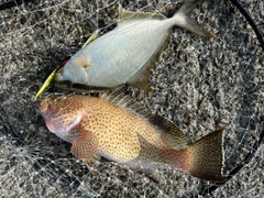 オオモンハタの釣果