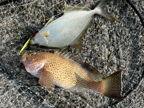 オオモンハタの釣果