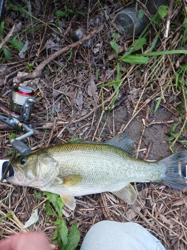 ラージマウスバスの釣果