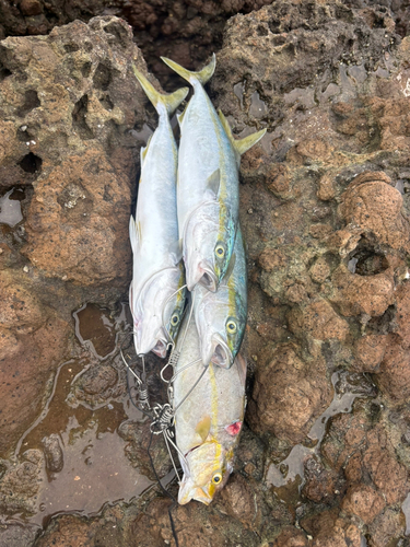 イナダの釣果