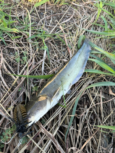 ナマズの釣果