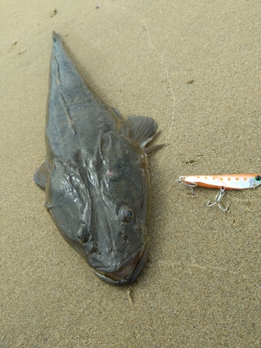 マゴチの釣果