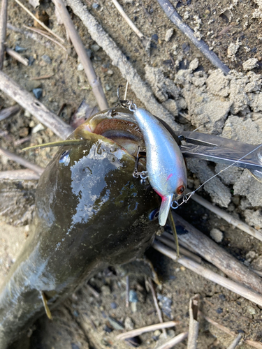 ナマズの釣果