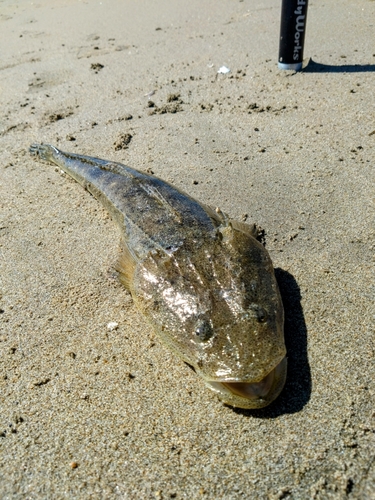 マゴチの釣果