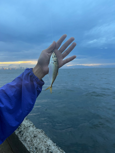 マアジの釣果