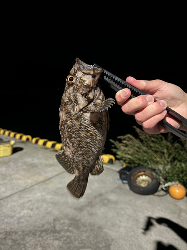 ムラソイの釣果