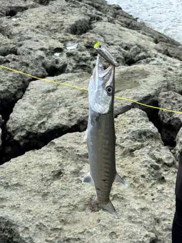 カマスの釣果