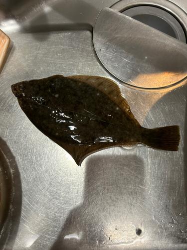 カレイの釣果