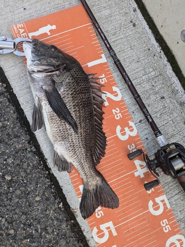 チヌの釣果