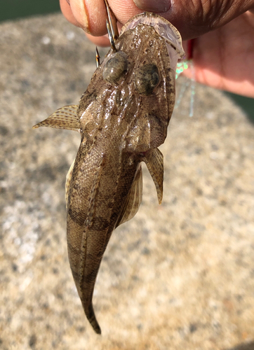 トカゲゴチの釣果