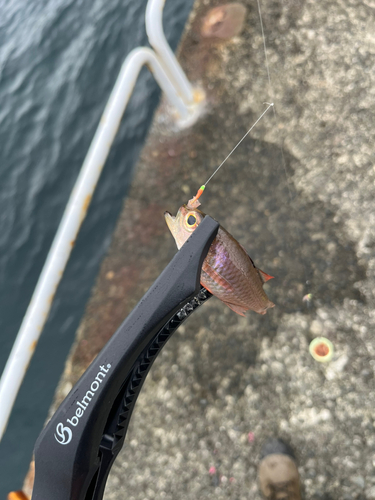 ネンブツダイの釣果