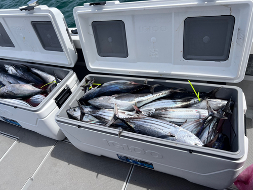 カツオの釣果