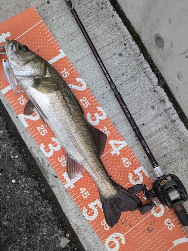 シーバスの釣果