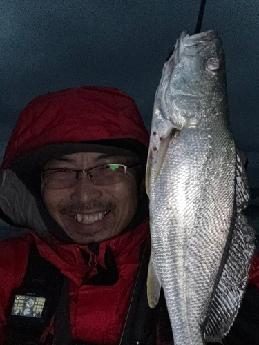 オオニベの釣果