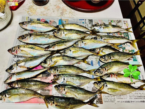 アジの釣果