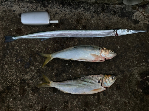 コノシロの釣果