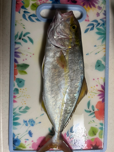 ショゴの釣果