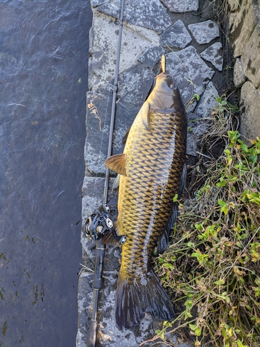 コイの釣果