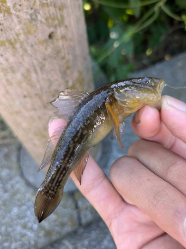 ヌマチチブの釣果