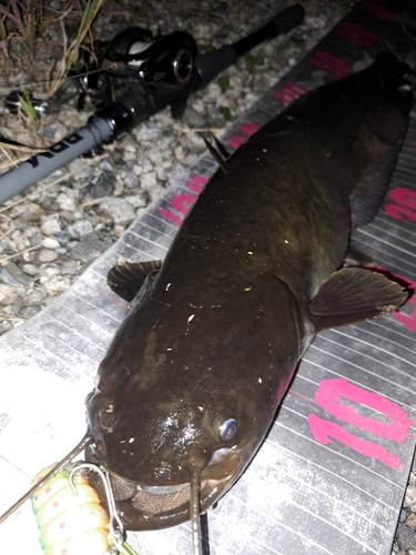 ナマズの釣果